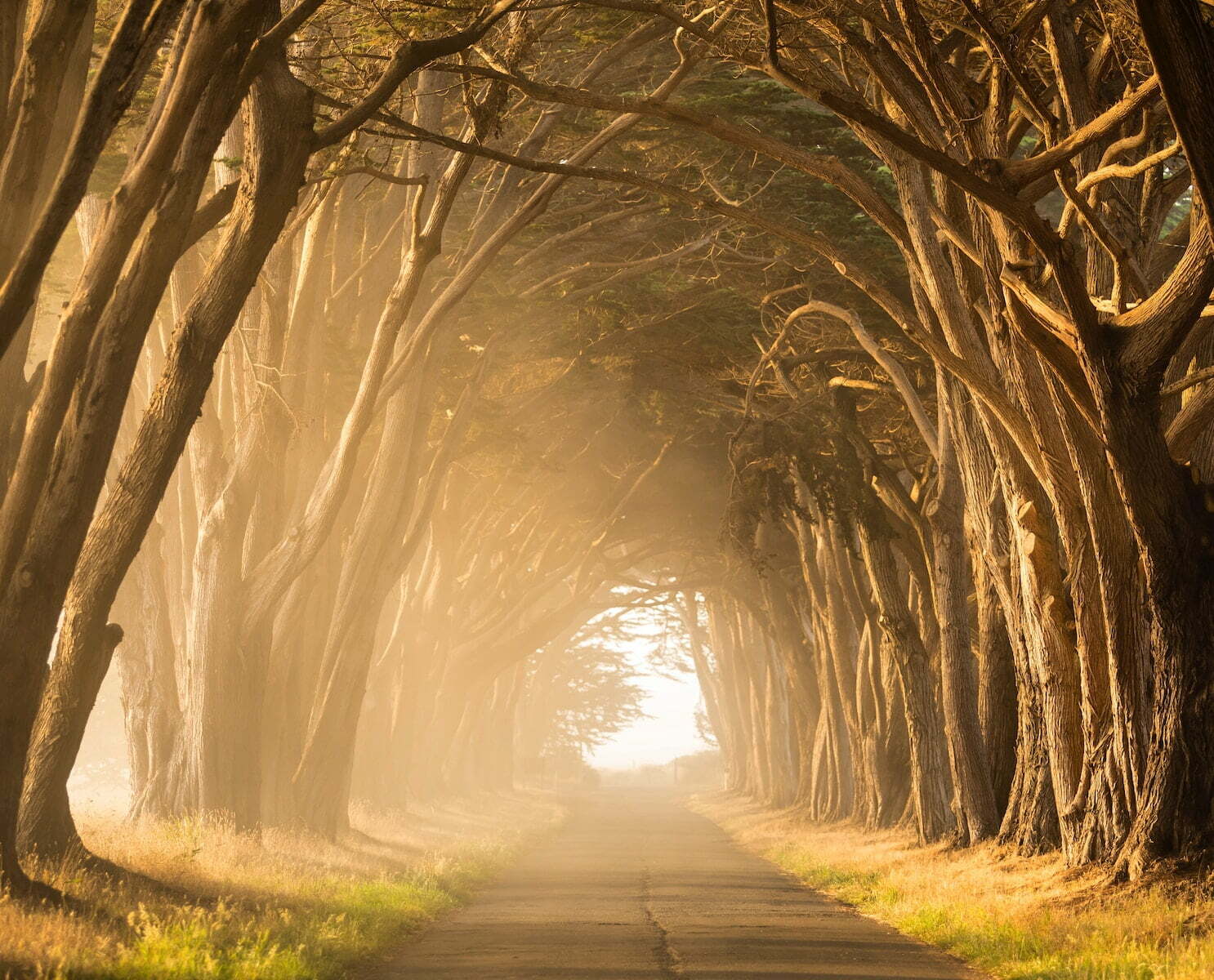 empty street in between of tall trees during golden hour