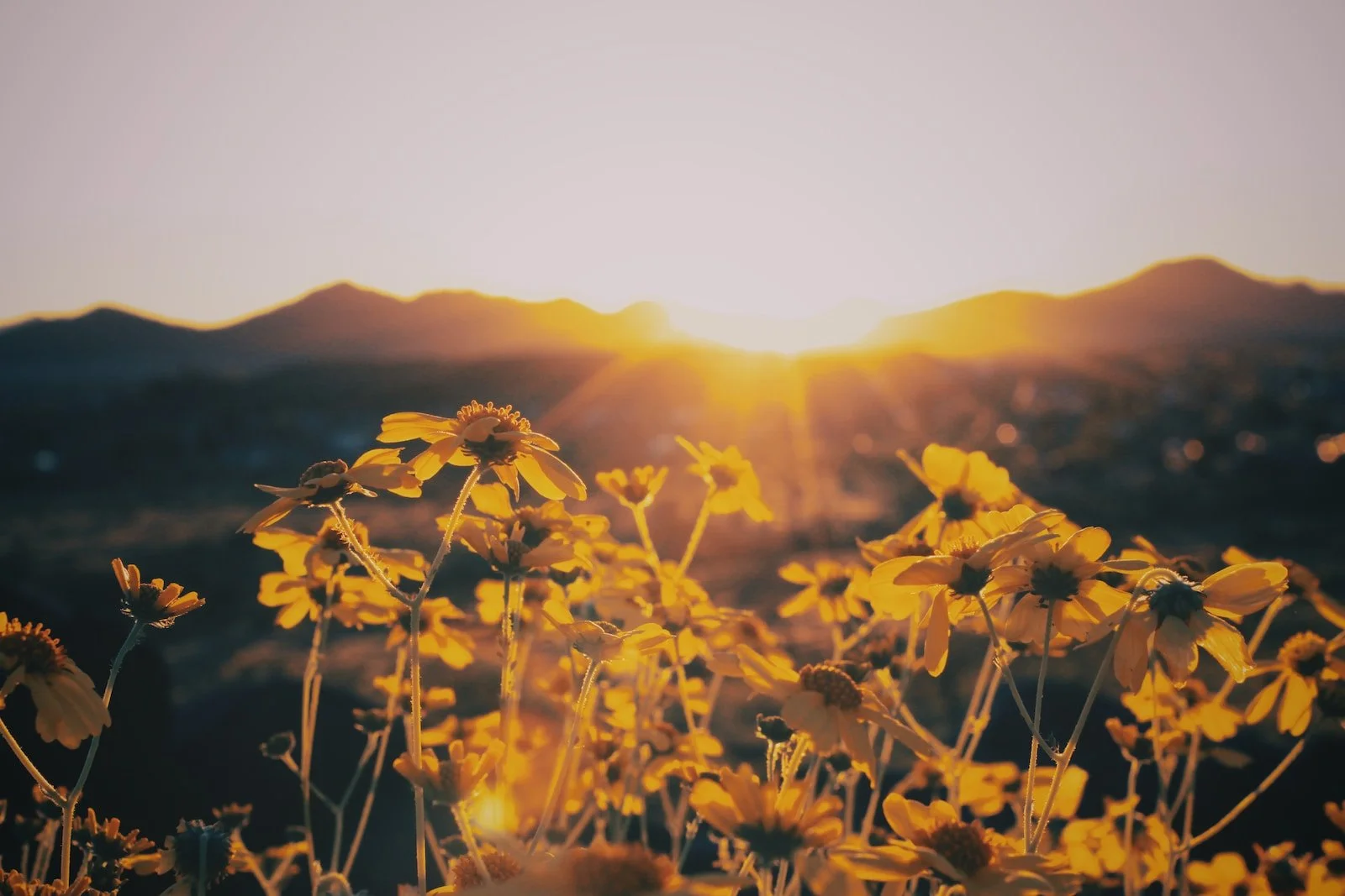 yellow flower field during sunset